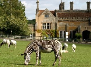 A zebra feeds on the grass at Marwell Zoo