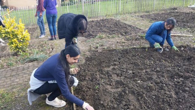 Students doing gardening in the campus community garden 