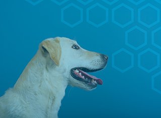 A golden Labrador in front of a blue background 