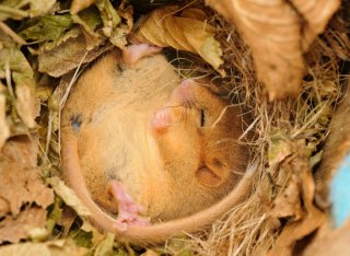 A hazel dormouse sleeps whilst nestled into dried leaves