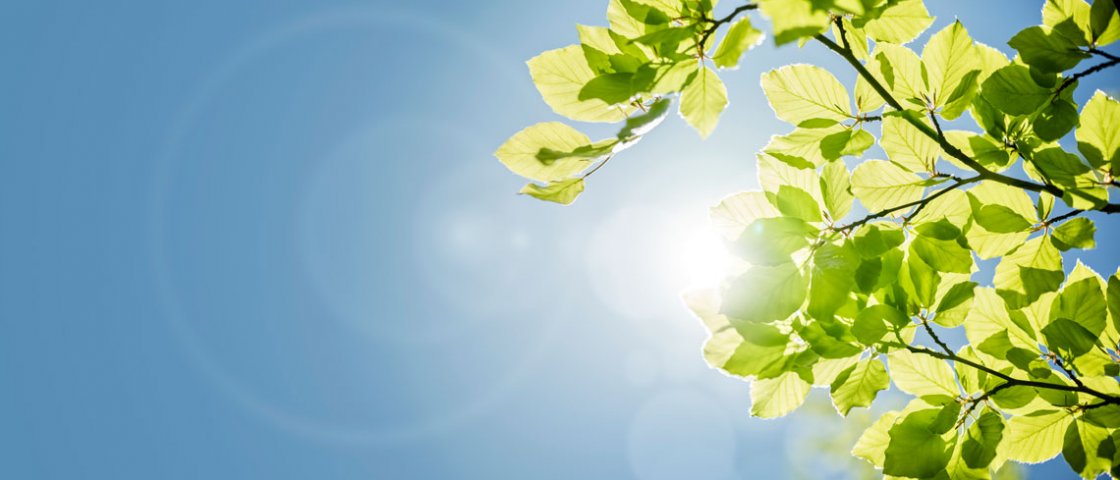 Leaves on tree with blue sky