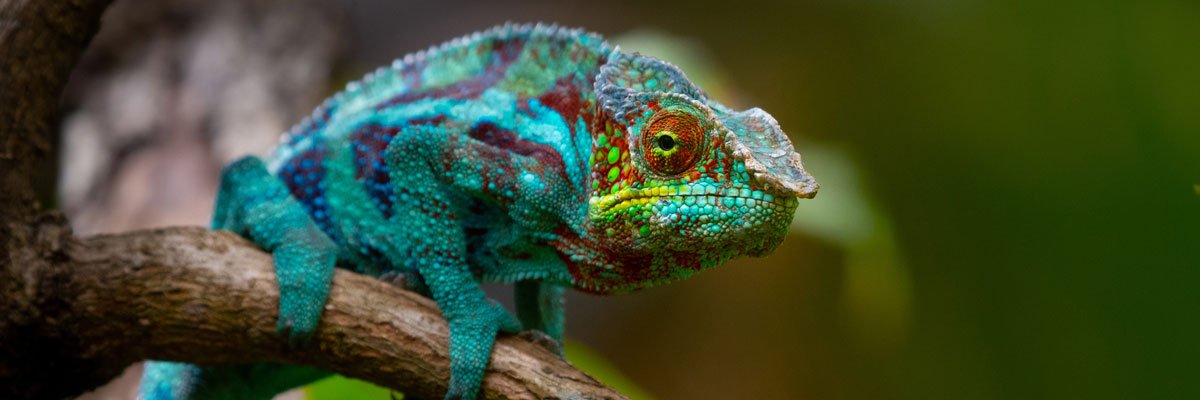 Colourful lizard on a branch