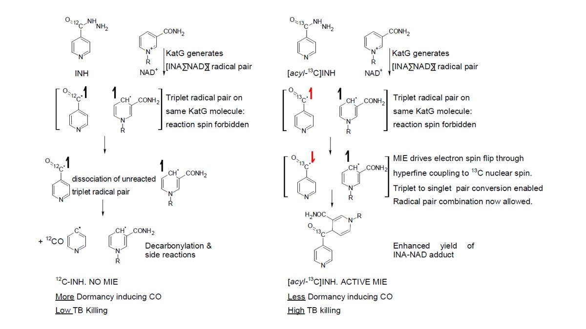 Proposed mechanism of action of isoniazid