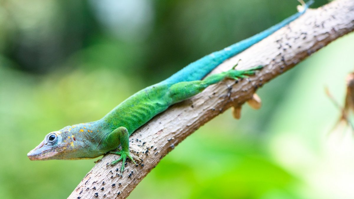 Lizard