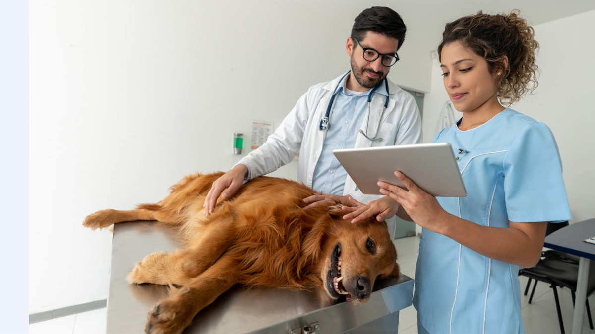 Doctors doing a medical exam on a dog at the veterinary clinic