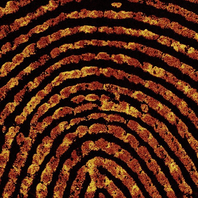 Fingerprint_under_microscope