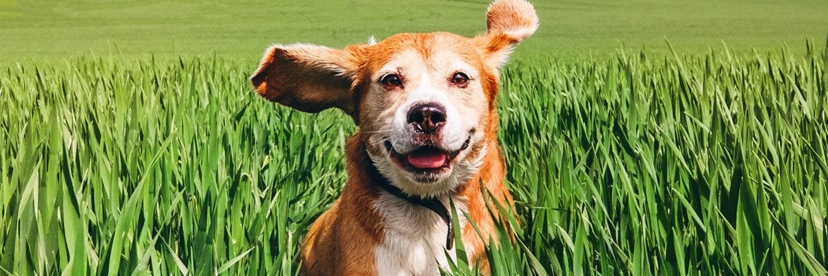 happy dog running in the grass