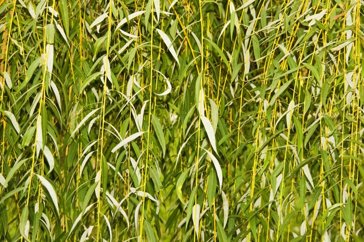 willow_willow