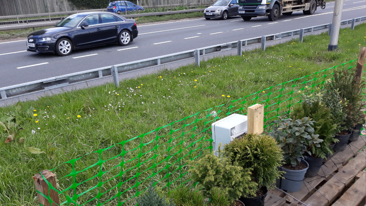 Ten small tree specimens planted on a raised platform beside the A3 in Guildford