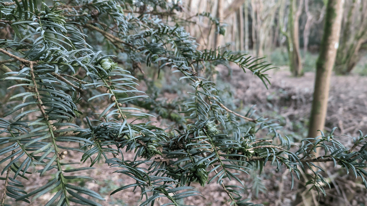 close up of the leaves of a yew tree