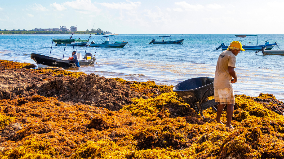 Man collects seaweed on a beach in Mexico