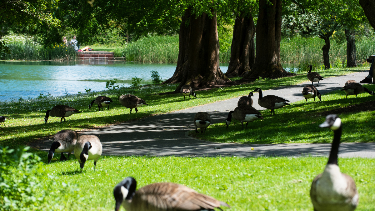 Geese beside the lake on the University campu