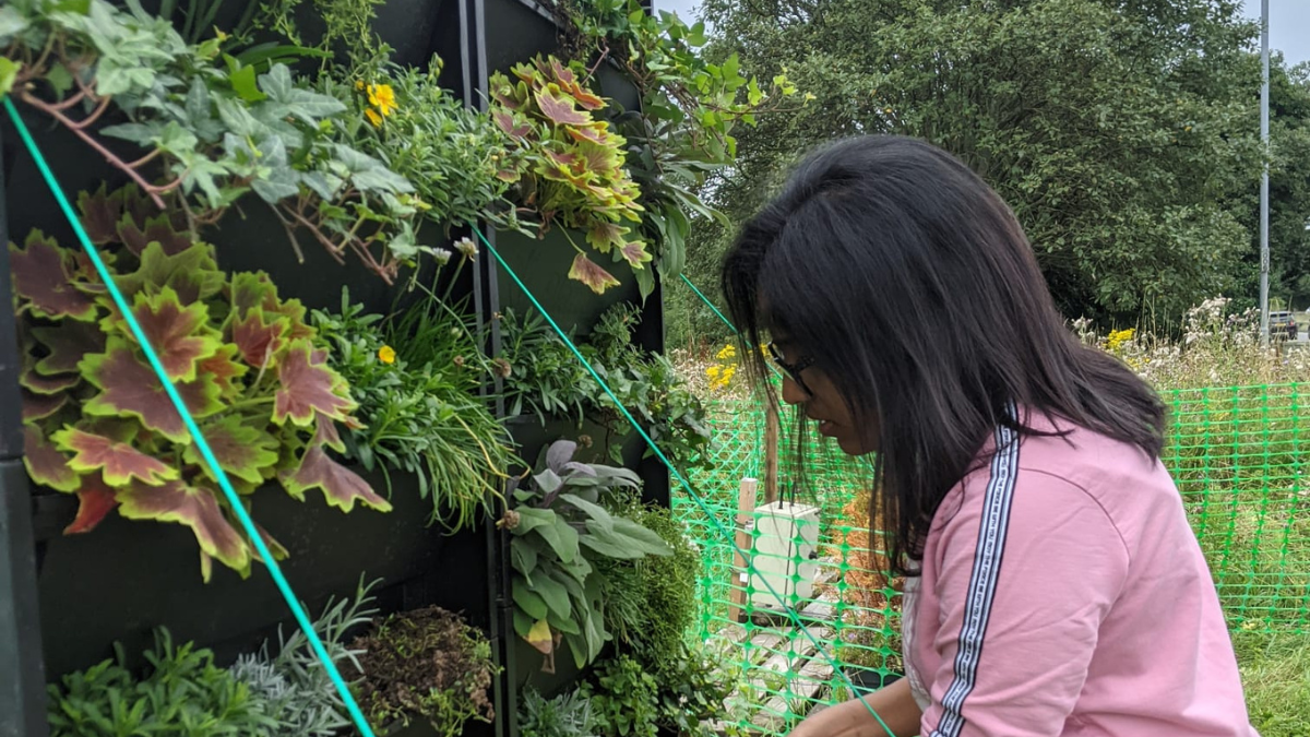 mamatha tomson tends to a green wall in Guildford