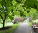 Trees on campus