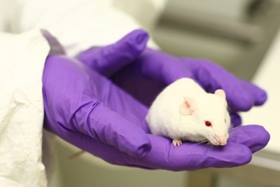 a white mouse in purple gloved hands small
