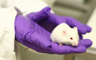 a white mouse in purple gloved hands