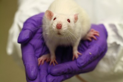 white rat on purple gloved hands