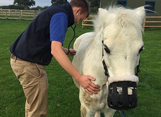 A vet student is in a field examining a white horse