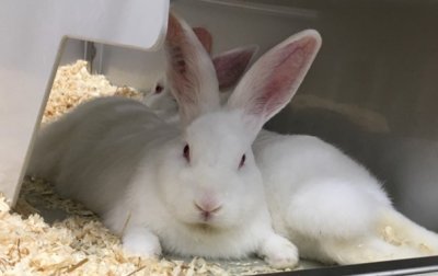 Rabbit