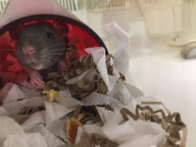 Rat