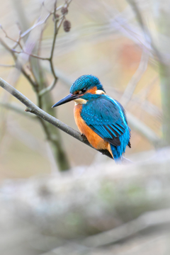 Kingfisher perching on branch copyright Space4Nature Jon Hawkins