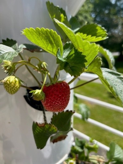 Strawberry grown in vertical pods at Lakeside