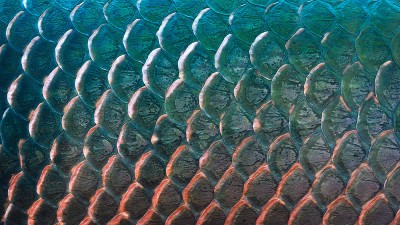 Close up of fish scales