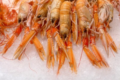 Shrimp