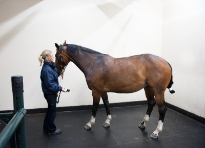 Horse at Liphook Equine Hospital