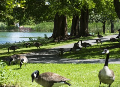Ducks at the lake