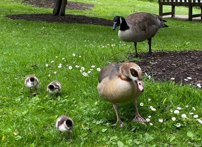 Geese and their goslings in a field