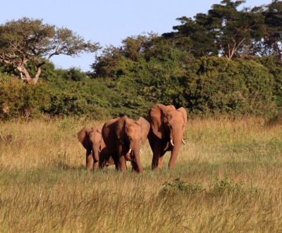 A picture of elephants from a safari trip