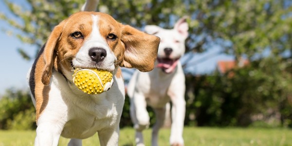 Three dogs are running in a field