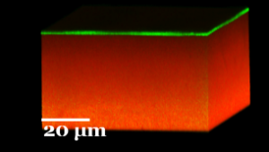 confocal optical microscopy image