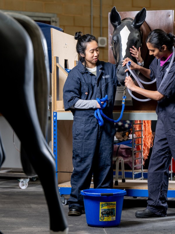 Students practise endotracheal intubation on a horse model in the Large Animal Clinical Skills Centre. 