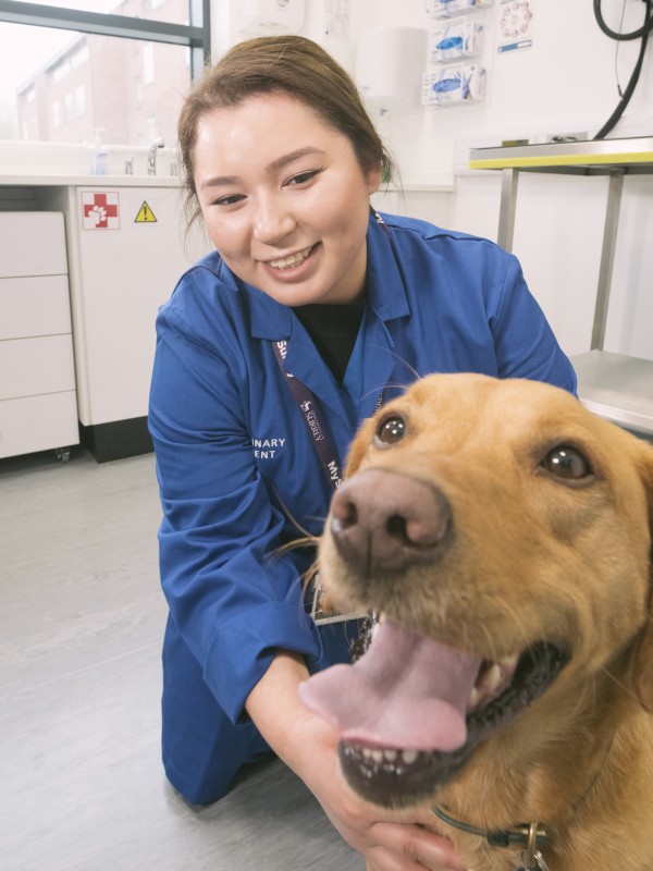 A vet student sits with a fox red labrador.
