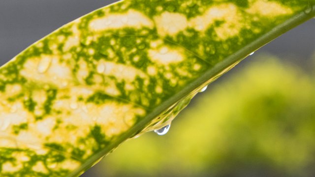 Surface of leaf