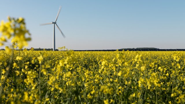 Wind turbine in a field