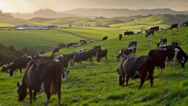 Cows grazing in a field