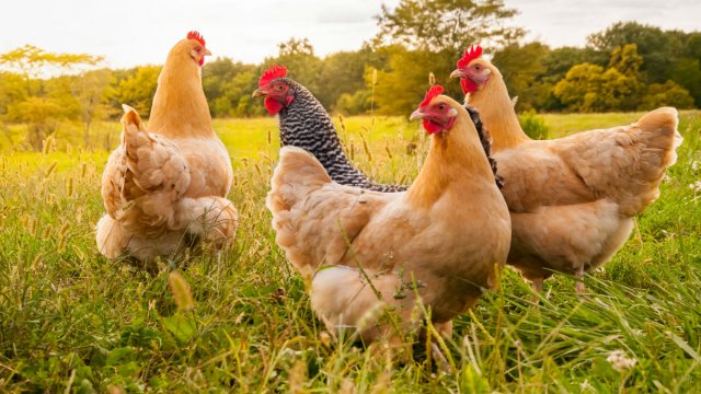 Main chickens
