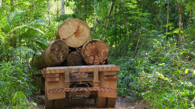 Truck with logs on the back.