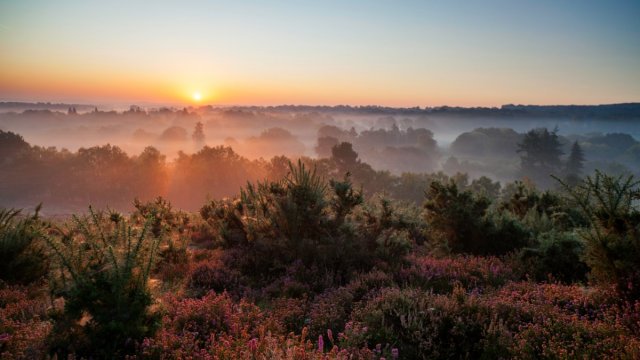 A view over Surrey Hills at dawn
