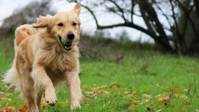 Image of dog with ball