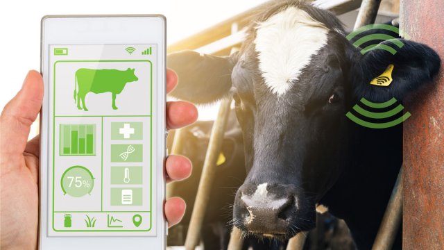 Person holding mobile by cow showing the cows health data