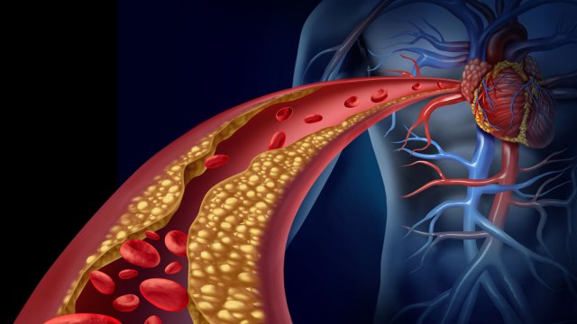 Illustration of cardiovascular activity