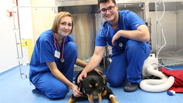 Trainee vet, Dan Letch, crouching behind a dog