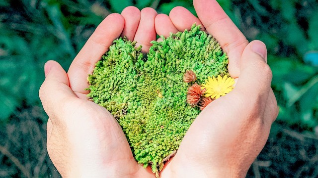 hands holding green moss