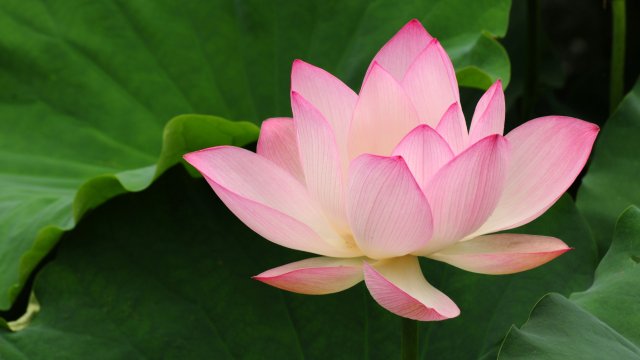 Lotus flower