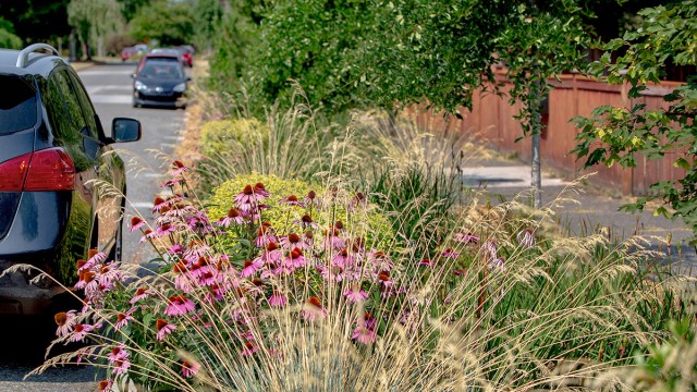 Bioswales on street