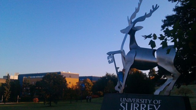 Stag